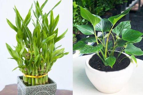 Điểm danh 9 cây cảnh phong thủy cho gia chủ mệnh Thủy