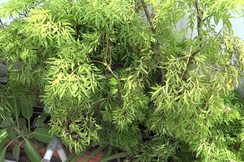 Cây đinh lăng có tác dụng gì?
