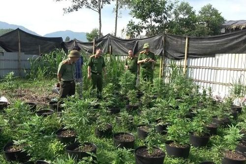 Bất ngờ quy mô trồng, sấy cần sa tại Phú Thọ, đưa về Hà Nội tiêu thụ