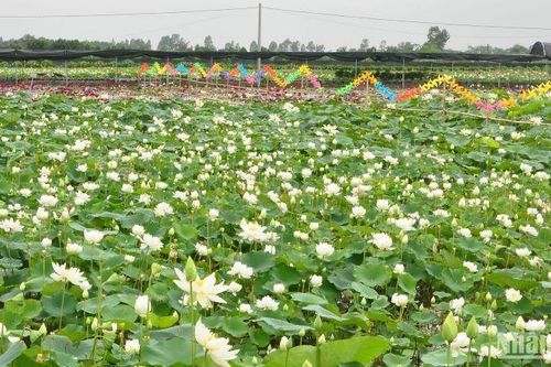 Đầm sen Vân Đài hút khách mùa nắng nóng