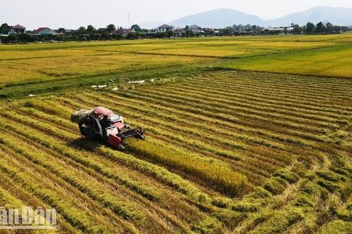 Nông dân Hà Tĩnh phấn khởi gặt mùa vàng