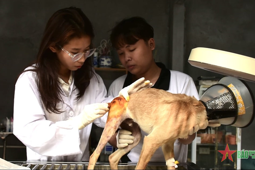 Trạm cứu hộ động vật phi lợi nhuận