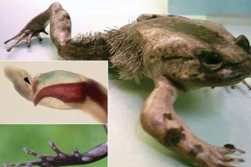 Kinh ngạc độc chiêu phòng thủ 'kỳ quái' của động vật