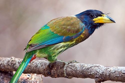 30 loài chim có màu sắc rực rỡ nhất Việt Nam: Có loài nguy cấp