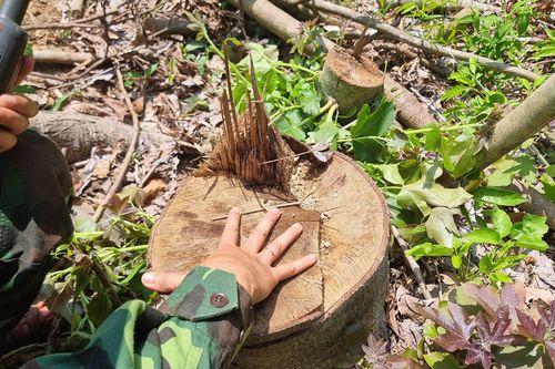 Xử phạt hành chính đối tượng phá rừng ở Quảng Trị