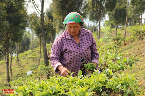 Đồng bào Mông ở Kỳ Sơn thoát cái nghèo nhờ chè Shan tuyết