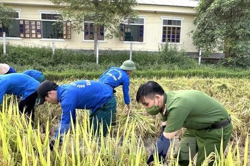 Thanh niên tình nguyện và chiến sĩ công an giúp dân gặt lúa giữa nắng nóng