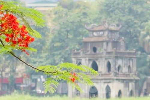 Phố phường Hà Nội rực rỡ sắc hoa phượng đỏ tháng 5