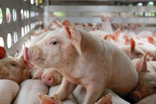 Giá thịt giảm mạnh, đại gia bán lỗ trại lợn