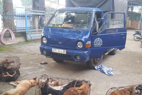 Dùng ô tô phục vụ trộm chó liên tỉnh, hai cha con cùng đồng phạm bị truy tố