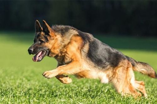 Bé trai 3 tuổi bị chó béc giê cắn thủng bụng