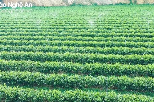 Nông dân Nghệ An 'thay trời làm mưa' chống hạn cho chè