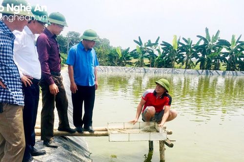 Phó Chủ tịch UBND tỉnh kiểm tra hệ thống thủy lợi và sản xuất nông nghiệp tại huyện Yên Thành