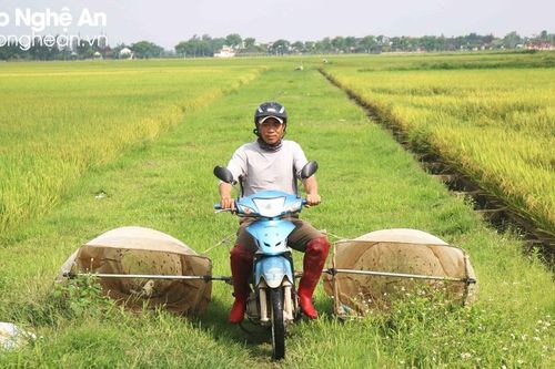 Vất vả nghề săn 'tôm bay' giữa ngày nắng nóng