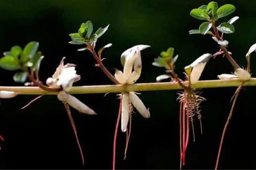 Rau dừa nước có tác dụng gì?