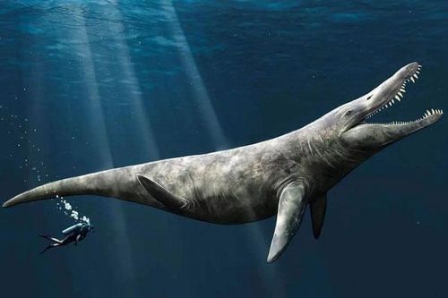 Mất tích 152 triệu năm, 'T-rex đại dương' hiện ra bất ngờ giữa bảo tàng