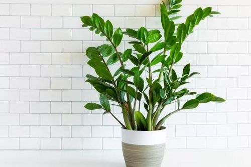Cây kim tiền thích nhất loại nước này: Cho cây 'uống' đều là chồi non mọc tua tủa, rước lộc về nhà