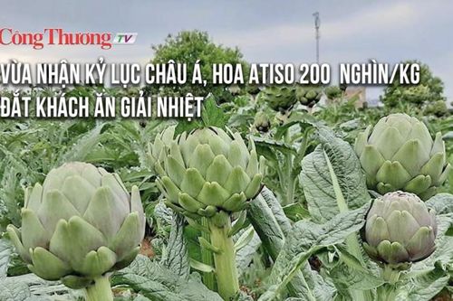 Vừa nhận kỷ lục châu Á, hoa atiso 200 nghìn/kg đắt khách ăn giải nhiệt