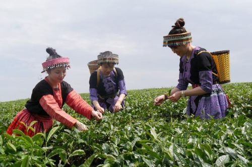 Du lịch nông nghiệp, mở ra hướng mới cho tiêu thụ sản phẩm vùng nông thôn