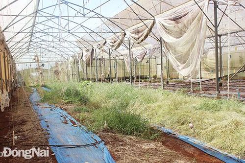 Vụ sai phạm tại Trung tâm Công nghệ sinh học huyện Cẩm Mỹ: Chuyển hồ sơ sang cơ quan cảnh sát điều tra