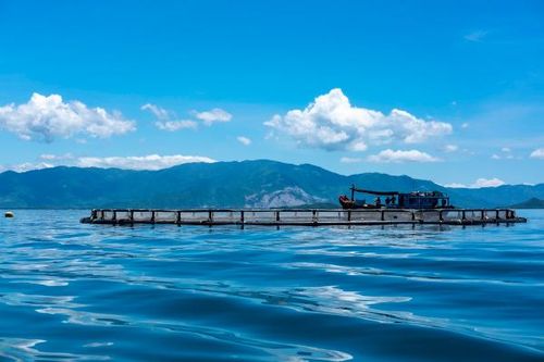 Phát triển nuôi biển thành ngành sản xuất hàng hóa