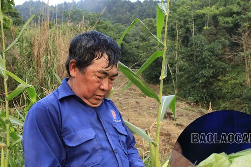 Nhiều diện tích ngô bị ảnh hưởng bởi hạn hán