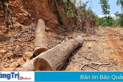 Vụ chặt phá hàng chục cây rừng tự nhiên tái sinh ở Hướng Hóa: Xử phạt các đối tượng liên quan