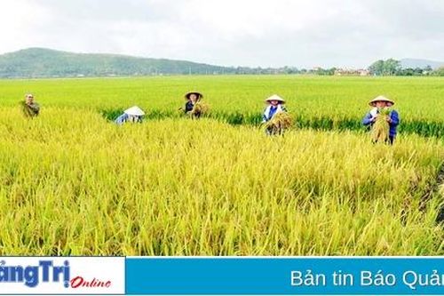 Sẽ hợp nhất, sáp nhập các hợp tác xã quy mô nhỏ, hoạt động yếu kém kéo dài