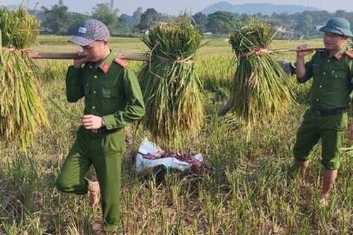 Nghệ An: Công an xã ra quân gặt lúa giúp dân những ngày nắng nóng