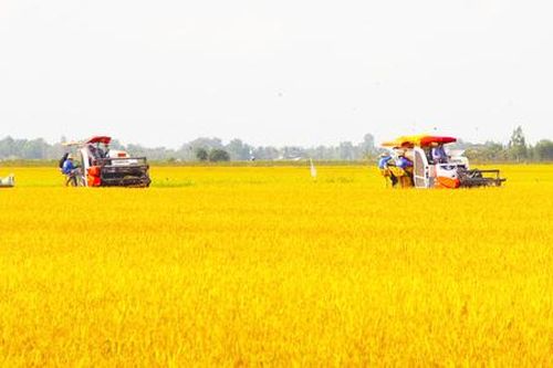 Sản xuất hiện đại, nông dân Long An gặt lúa 'vàng'