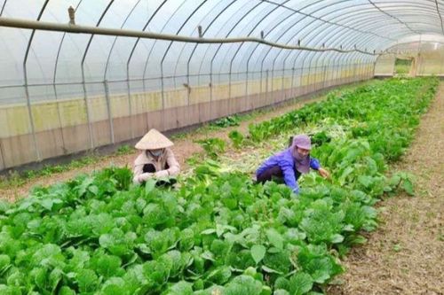 Hà Nội đặt mục tiêu nâng thu nhập của nông dân lên 70 triệu đồng/năm