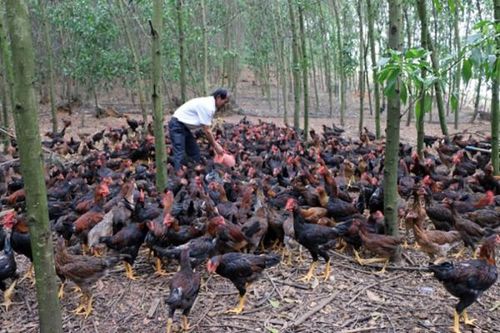 Bộ NN&PTNT lên tiếng trước thông tin hàng chục nghìn tấn gà thải 'tuồn' vào Việt Nam