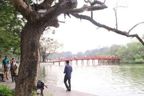 'Chốt' ngày chặt hạ 3 cây sưa ven hồ Gươm