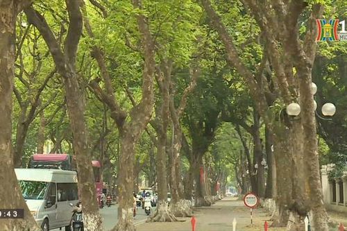 Hà Nội với những con đường dịu mát