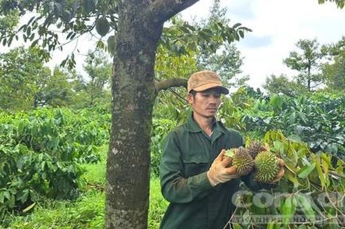 Sầu riêng rụng đầy vườn nghi do thời tiết bất thường