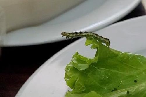 Hà Nội: Ăn bánh tráng Hoàng Bèo, thực khách kinh hoàng khi phát hiện sâu xanh bò lổm ngổm trên đĩa rau sống