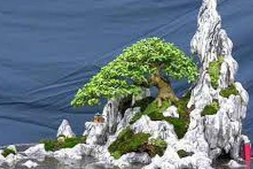 Cách biến đá vô tri thành không gian phong thủy đẹp thẩm mỹ, giúp gia chủ khỏe mạnh, may mắn, nhiều tài lộc