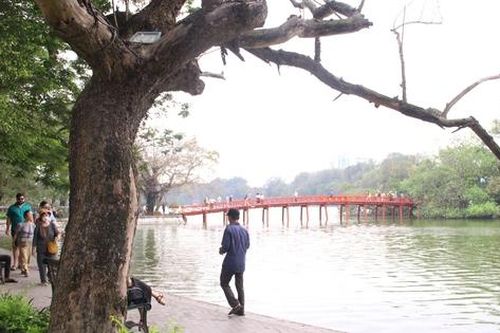 'Ấn định' ngày chặt hạ 3 cây Sưa ở Hồ Gươm