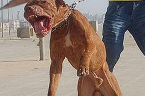 Chó dữ tấn công người, đừng để hậu quả xảy ra rồi mới lên tiếng cảnh tỉnh