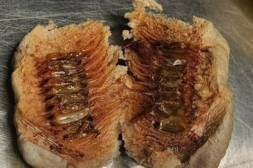 Đàn côn trùng khổng lồ trong lô hàng ở sân bay Mỹ