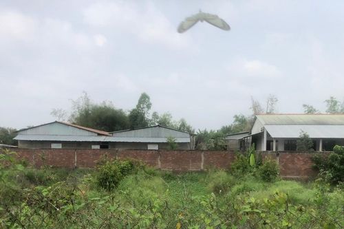Yêu cầu trang trại gây ô nhiễm bán hết heo trong vòng 2 tháng