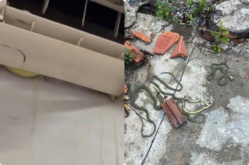 Ổ rắn chui vào điều hòa, gia chủ 'hồn siêu phách lạc'