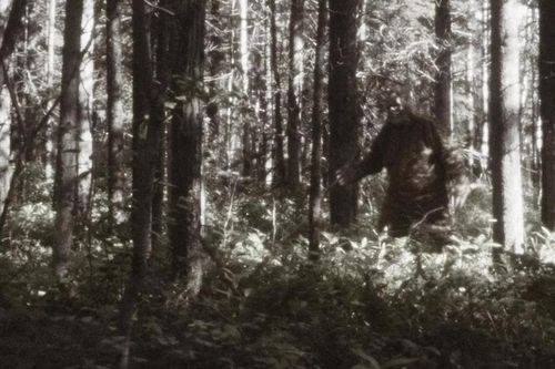 Giật mình những bí ẩn ít ai biết về 'quái vật' Bigfoot