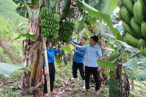Hồ Bốn gia tăng sản xuất nông nghiệp giúp giảm nghèo bền vững