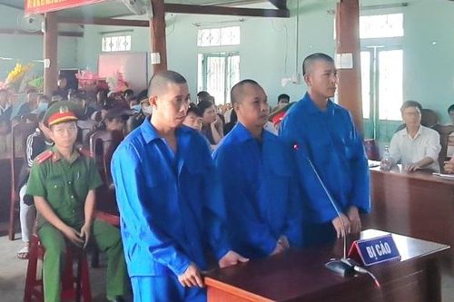 Nhóm người cưa hạ 84 cây rừng lãnh án