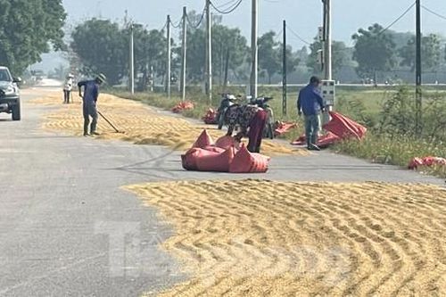 Bất chấp nguy hiểm, ngang nhiên biến quốc lộ thành sân phơi lúa