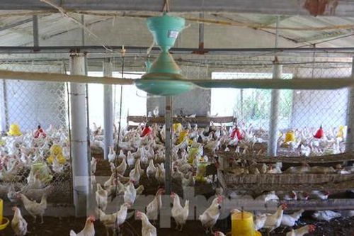 Lắp quạt trần, máy phun sương giảm nhiệt cho gà ngày nắng nóng