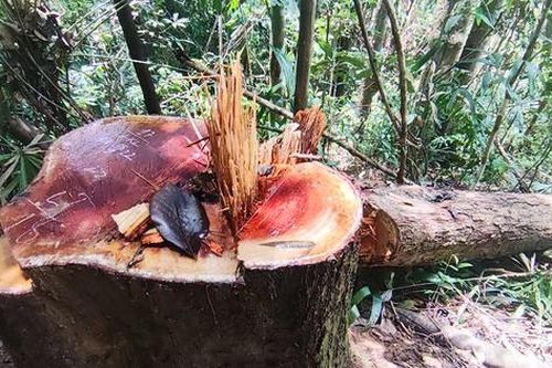 Tuyên án nhóm lâm tặc gặp cây to là cưa, ông trùm vẫn 'bóng chim tăm cá'