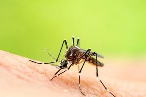 Lý do một số người bị muỗi đốt nhiều