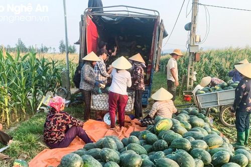 Dưa hấu chín sớm giúp nông dân Nghệ An thu lãi hơn chục triệu đồng mỗi sào